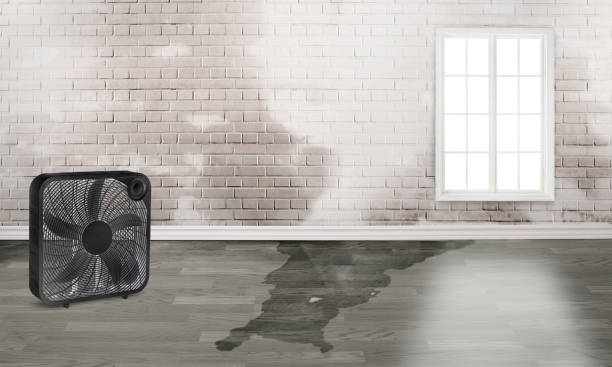 Best Water damage restoration near me  in Snowflake, AZ